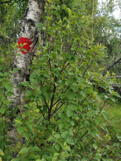 Na Er Vinteren Kommet Til Hallingdal Al Extérieur photo